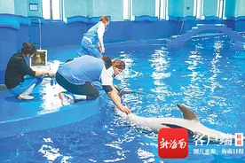 在儋州海花岛救治成功，搁浅海豚要回家了！图片