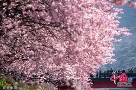 日本樱花盛开 大批游客沿河看花图片
