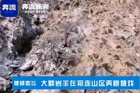 大群岩羊在祁连山悬崖峭壁健硕飞奔图片