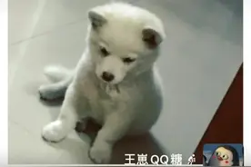 奇缘！女子刷视频，与丢了两年的“宝贝”重逢：跨越千里也要接回家图片