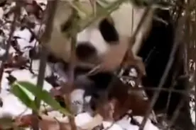 野生大熊猫为保护幼崽咬伤巡护员，专家：咬人不以捕食为目的视频封面