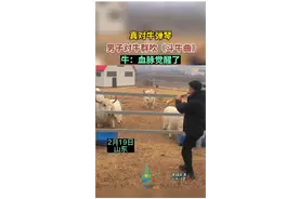 男子对牛群吹《斗牛曲》，牛：血脉觉醒了图片