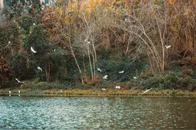 两江新区肖家沟水库迎来众多水鸟安家图片