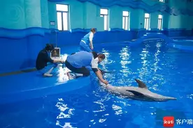 要回家了！搁浅海豚在儋州海花岛救治成功图片