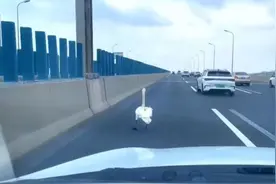 驾车途中遇到小动物，应该怎么做？来看解答→图片