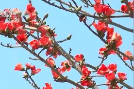 海南昌江：木棉花开红似火 天上云霞相映红图片