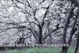广东韶关：花开遍地春意浓 踏春赏花正当时图片