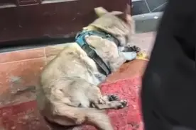 汪汪队再立大功：家中失火狗狗拼命挠门叫醒熟睡主人图片