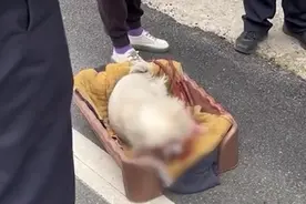 小狗出车祸被弃养，情侣救回后送医 ：摘了一只眼球，正在住院观察图片