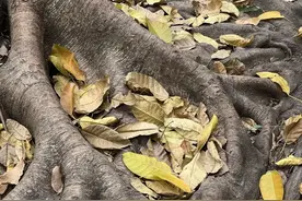 南宁街头为何出现“春天飘黄叶”现象？图片