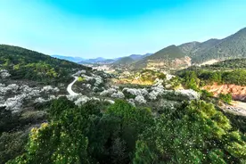 广西钦州：千亩梨花盛开美如画图片