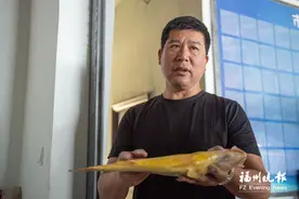 “高富帅”大黄鱼在榕培育成功图片
