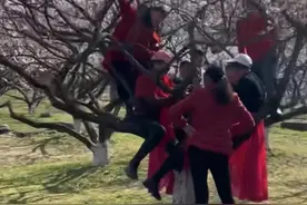 杭州超山景区梅树上“开满大妈”惹争议，景区回应：很多梅树是百年以上，不许攀爬、折枝罚款图片
