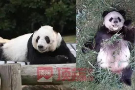 旅美大熊猫“乐乐”离世，“丫丫”何时能回家？图片