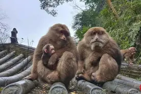 游客反映遭猴子骚扰 峨眉山景区致歉：清音阁“人猴分离”初见成效 金顶也将逐步实行图片