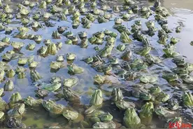 “危险的牛蛙”：美蛙餐馆检出兽药残留超标背后，滥用抗生素与禁用兽药的养殖乱象图片