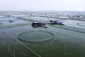 【春日里的中国】阳澄湖大闸蟹放苗  鱼米之乡的别样“春播”图片