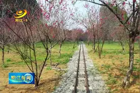 阳春市第十一届春湾石林桃花节开幕图片
