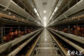 亚洲最大蛋鸡养殖项目，一人管起18万只蛋鸡图片