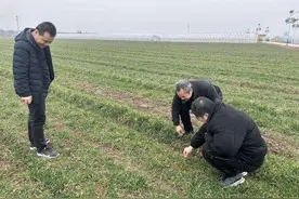 西安高新区：抢抓春耕春管 力保夏粮丰收图片
