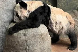 旅美大熊猫“丫丫”受关注，知情人士：中方已派专家赴美协商回国事宜图片