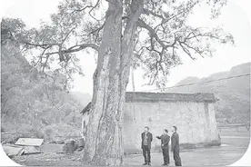 千年树王冒新芽图片