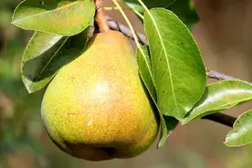 高洪波：梨子的滋味图片