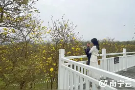 南宁青秀山满园花开 踏春赏花正当时图片