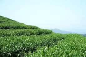 火红辣椒“火”了沅陵火场乡图片