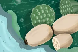 “高配”版藕粉，补益脾胃，体虚的朋友动手做起来吧~图片