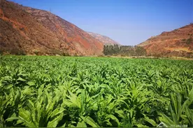 云南南华：“一村一品”贡菜上市农户收割忙图片