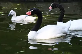 深圳野生动物园黑颈天鹅一家享受春日“日光浴”图片