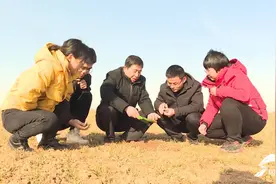 人勤春来早｜平原县：小麦进入返青期 农技专家上门解难题图片