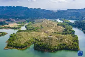 海南儋州：企业带动 沉香树成村民“致富树”图片