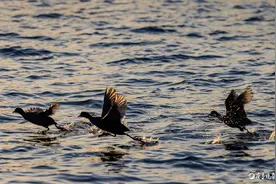 白骨顶鸡翩翩起舞，灵动可爱图片