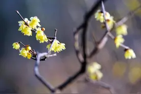 学外语丨春天来了图片