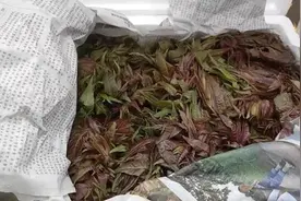 在上海，这种菜已卖到150元/斤！比去年更贵？有地方“一菜难求”，部分商贩却放弃进货图片