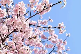 樱花季即将到来，你准备好了吗？这份最全打卡攻略快收藏→图片