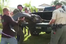 美国一位老奶奶在湖边遛狗时被鳄鱼袭击致死图片