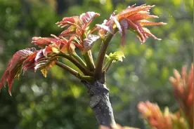 乡恋 | 家乡的香椿树图片