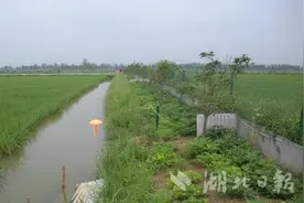 钟祥：稻虾生产关键时期，技术要点全在这里......图片