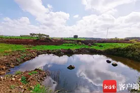 工矿废弃地变良田 临高推进全域土地综合整治图片