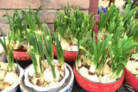 年宵花别扔，这样做还可以再次开花！图片