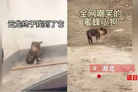 “蜜蜂小狗”引全网爆笑，网友看出异样跨几百公里救助：头肿实为绳索勒伤腐烂，伤口触目惊心图片