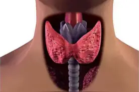 甲状腺结节超声知识你了解吗？带你读懂甲状腺超声报告图片