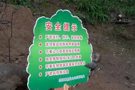 一年伤人5800起，黔灵山是否要“人猴分离”？景区回应图片
