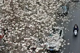郑州最早迎来春天的街道，是条“玉兰花街”图片