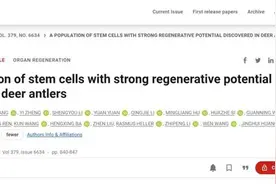西工大科研团队：鹿角再生为再生医学研究带来新方向图片