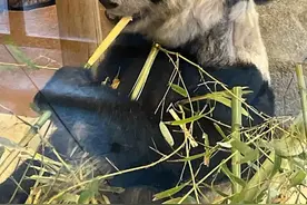 大熊猫“乐乐”死因初步确定，中方已为接返“丫丫”做好准备图片