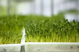 这2种“芽菜”是春季餐桌首选！调肝健脾，助消化~图片